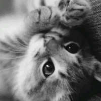 گمشده|گربه|الیگودرز, |دیوار