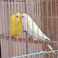 مرغ عشق مولد  با جوجه