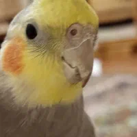 گم شدن عروس هلندی