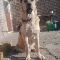 سگ سرابی|سگ|رباط‌کریم, نصیرشهر|دیوار