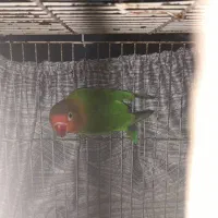 طوطی کوتوله بریزلی