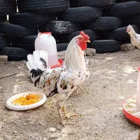 خروس گلین چهل تاج