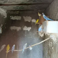 مرغ عشق|پرنده|دهدشت, |دیوار