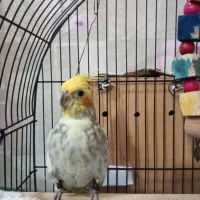 عروس هلندی ماده