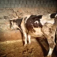 گاو هشت ماه ابسن|حیوانات مزرعه|بلبان آباد, |دیوار