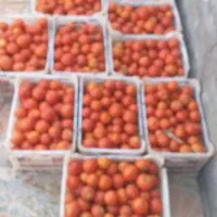 گویجه تازه|حراج|قزوین, |دیوار