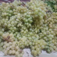 انگور عسکری بش