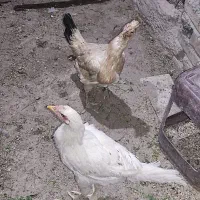 دوتا مرغ فروشی نروماده،یک دوصد،|پرنده|خاش, |دیوار