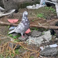 معاوظه با ۱خروس