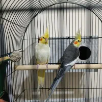 عروس هلندی جفت