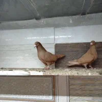 جفت کبوتر زرد کرمانی