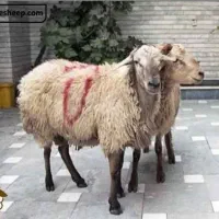 قصاب