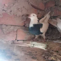 کفتر .. کبوتر|پرنده|زهان, |دیوار