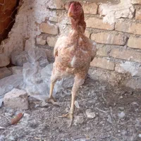 مرغ لاری