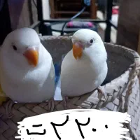 طوطی کوتوله برزیلی یقه زردعروس هلندی لوتینوزعفرانی