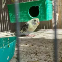 مرغ عشق مولد به شرط جوجه|پرنده|پاکدشت, پاکدشت (مامازند)|دیوار