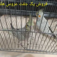 فروش ۲ عدد   جوجه ۲ ماه  عروس هلندی