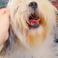 سه تا سگ شیتزو