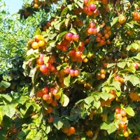 رب آلوچه باکیفیت و محلی