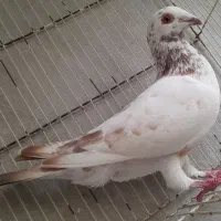 کبوتر پلاکی ماده دم زرد