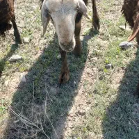 گوسفند نر پلنگی  ۶۰ آن یکی ۴۰ میلیون