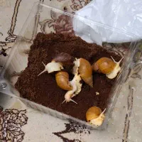 حلزون البینو|خزنده|تهران, دربند|دیوار