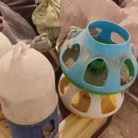 آبخوری کفتر جوجه|لوازم جانبی حیوانات|مشهد, نظام دوست|دیوار