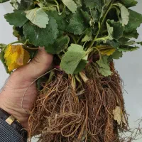 نشا توت فرنگی