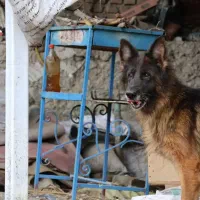 واگذاری سگ ژرمن