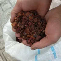 کشمش بش|خوردنی و آشامیدنی|شیراز, دباغ خانه|دیوار