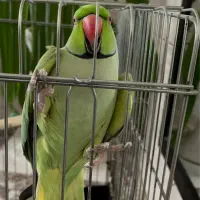 طوطی ملنگو سخنگو