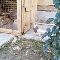 کبوتر خانگی|پرنده|مرودشت, بیست متری بیمارستان|دیوار