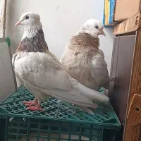 کبوتر طوقی ۲/۵ماه پیش تو رحیم آباد گیلان