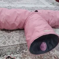 تونل گربه|گربه|مشهد, گلبرگ|دیوار