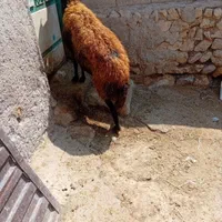 ۱عدد گوسفند جوان سرحال برای قربانی وزن ۶۰کیلو|حیوانات مزرعه|اردبیل, |دیوار