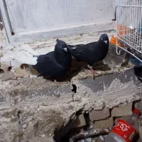 دم سفید و کلاغ کربلایی|پرنده|شاندیز, |دیوار