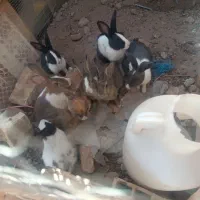 خرگوش|موش و خرگوش|میبد, |دیوار