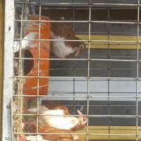 یک قنارخوب اوز