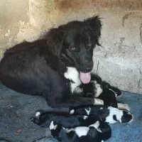 گمشده|سگ|ریگ, |دیوار