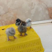 سلطان جوجه سلطان