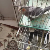 فروش۴عدد عروس هلندی|پرنده|اردکان, |دیوار