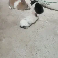 خرمشهر|موش و خرگوش|خرمشهر, |دیوار