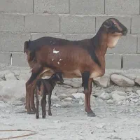 قیمت جفت با هم میش برشن درجه یک زاییده و ابستن|حیوانات مزرعه|بندرلنگه, |دیوار