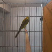 قناری نر و ماده آماده آماده ب شرط