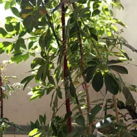 گل آپارتمانی