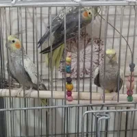 عروس هلندی سخنگو|پرنده|پاکدشت, شهرک امام رضا|دیوار