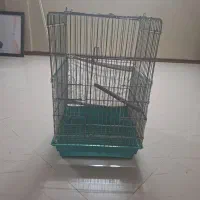 قفس طوطی،کاسکو