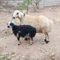 بز میش بره دار آبستن 4ماهه بشرط قیمت 34میلیون