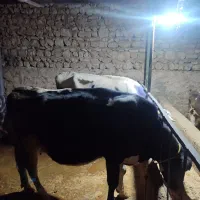 فروش دوعددگاو شیری هلشتاین و یک  گوساله نرسیمینتال|حیوانات مزرعه|ویسیان, |دیوار