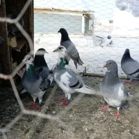 کبوتر پلاکی